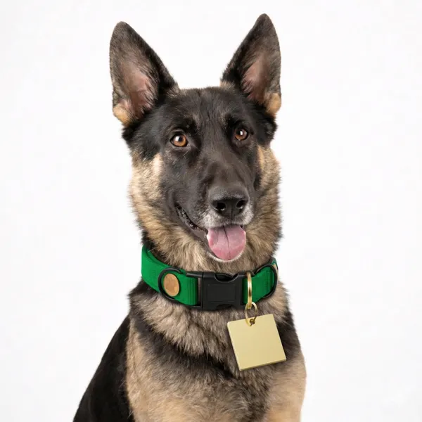 Pawshall_Smart_&_Safe_Pet_Id_Tag_With_Qr_Code_-_Yellow_Square_Tag_For_Dogs_And_Cats