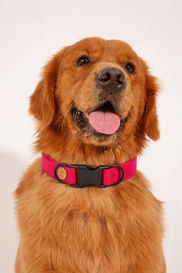 Adjustable_Red_Nylon_Dog_Collar_With_Quick-Release_Buckle