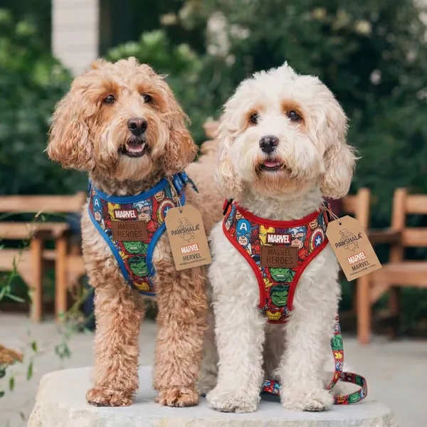 Pawshala_Premium_Dog_Harness_-_Disney_Princess_&_Marvel_Character_Design