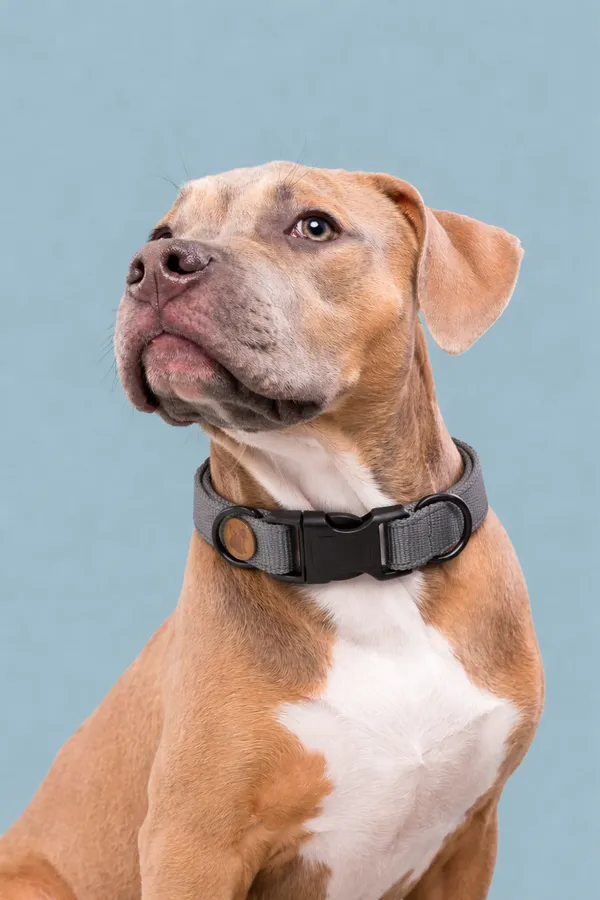 Flexible_Dog_Collar_With_Quick-Release_Buckle_-_Grey