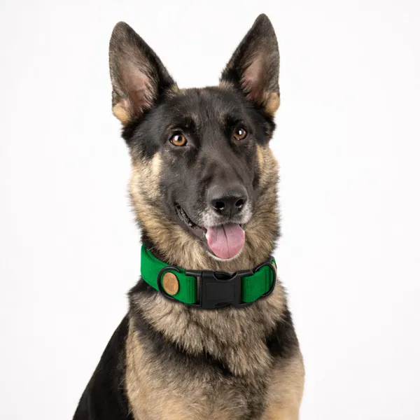Premium_Green_Dog_Collar_With_Quick-Release_Buckle