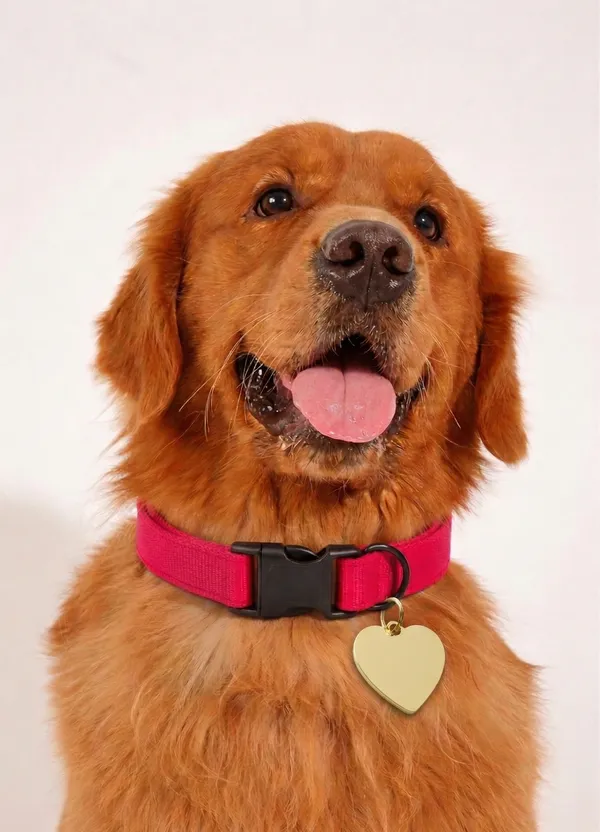 Pawshala_Brass_Heart-Shaped_Pet_Id_Tag_-_Gold
