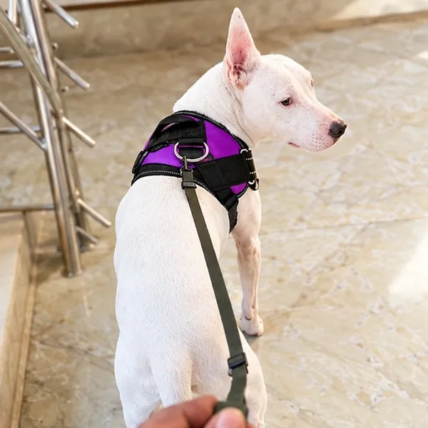 Pawshala_Luxe_Walk_Set:_Premium_Harness,_Collar,_Leash_&_Real-Time_GPS