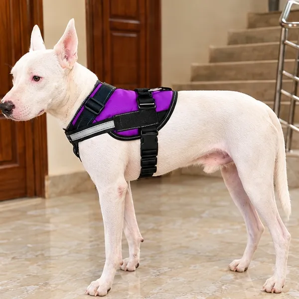 Pawshala_Luxe_Walk_Set:_Premium_Harness,_Collar,_Leash_&_Real-Time_GPS
