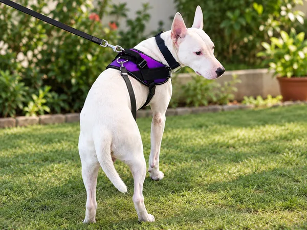 Pawshala_Luxe_Walk_Set:_Premium_Harness,_Collar,_Leash_&_Real-Time_GPS