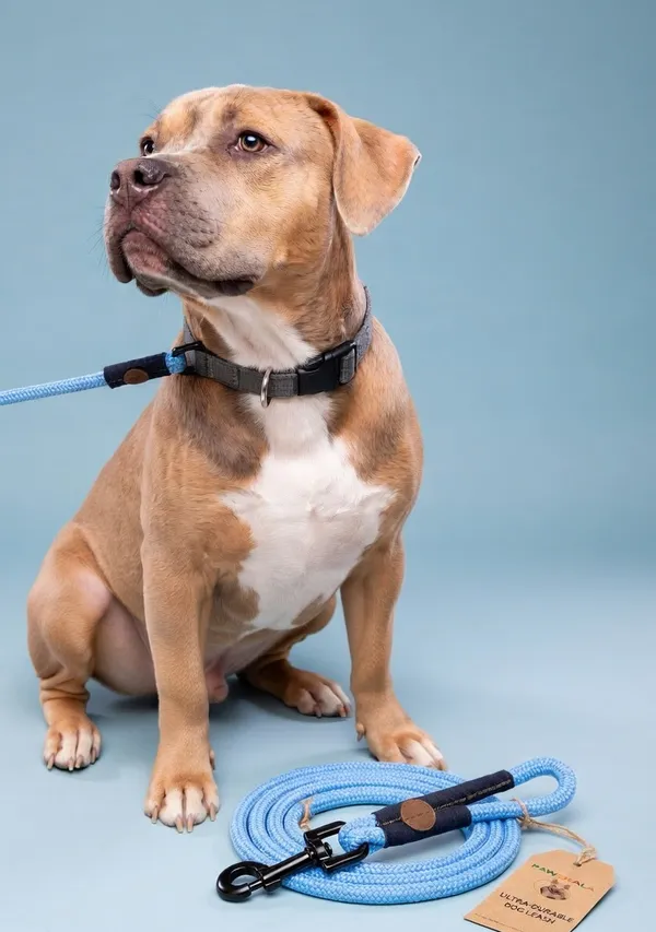 Pawfull_Ultra_Durable_Dog_Leash_-_Blue_Rope_Leash_With_Black_Clip