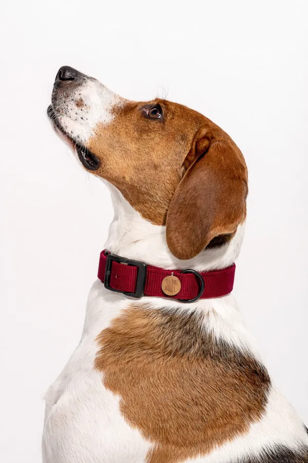 Premium_Dog_Collar_With_Adjustable_Buckle_And_Wooden_Tag_-_Maroon