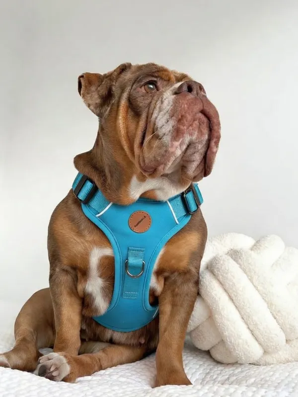 Light_Blue_Dog_Harness_With_Adjustable_Straps_And_D-Ring