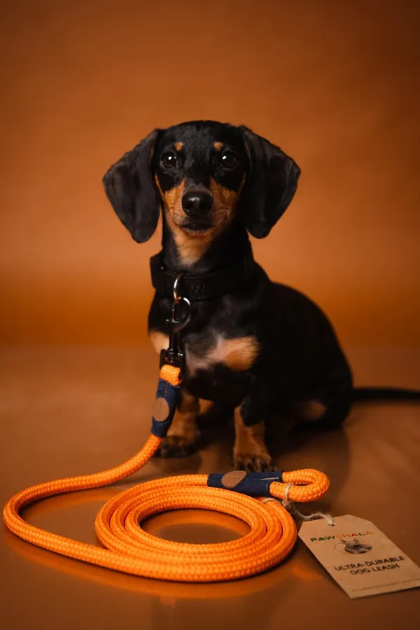 Ultra_Durable_Rope_Dog_Leash_With_Padded_Handle_-_Orange_&_Navy_Blue