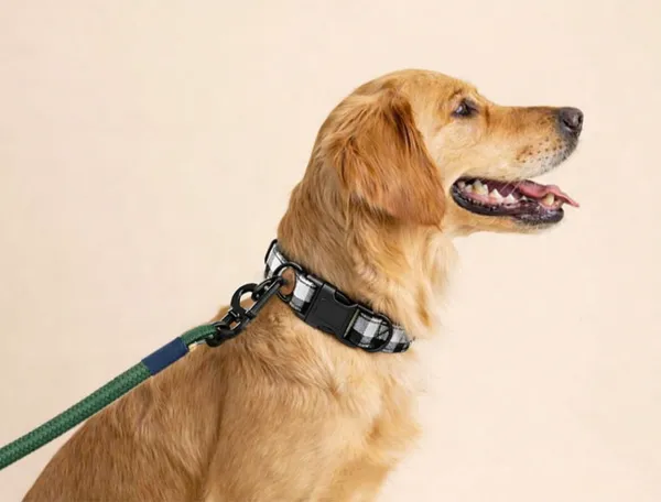 Pawshala_Ultra-Durable_Dog_Leash_-_Green_Rope_With_Navy_Handle
