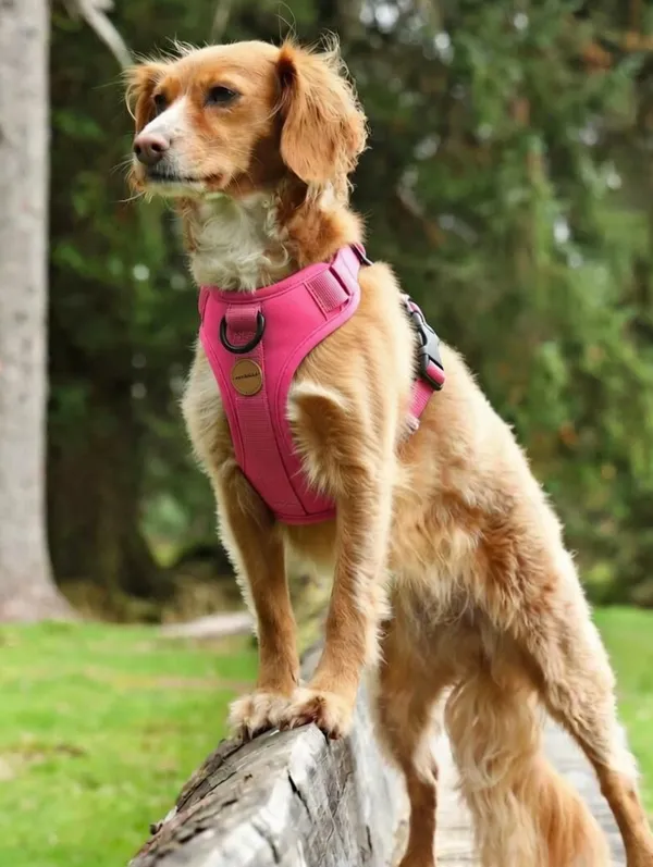 Paw_Planet_Nylon_Dog_Harness_With_Adjustable_Straps_-_Pink