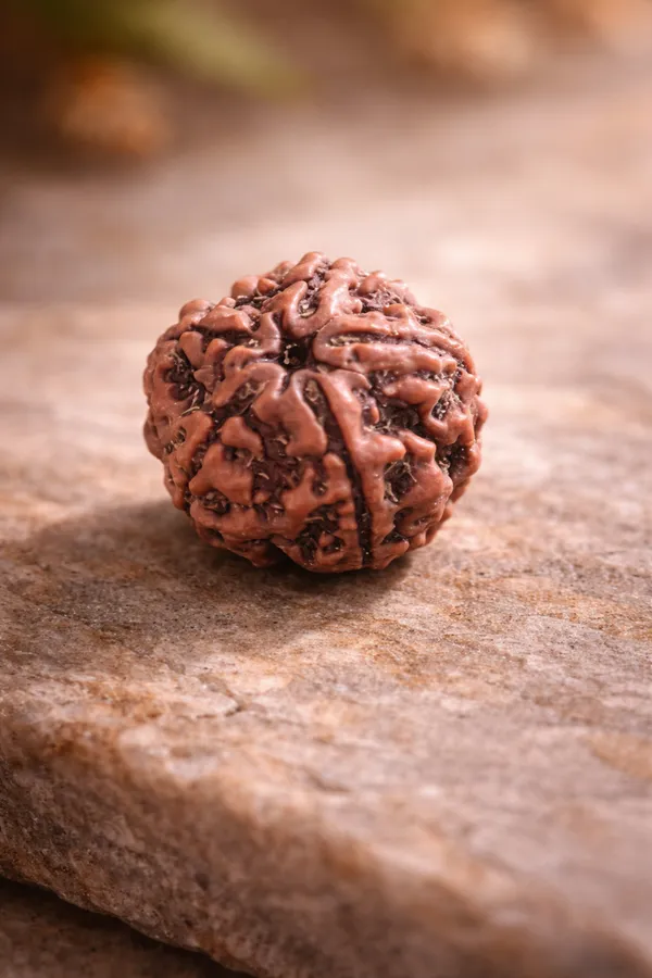 5_Mukhi_Rudraksha_Sacred_Bead
