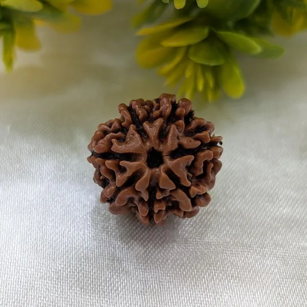 Natural_Rudraksha_Bead