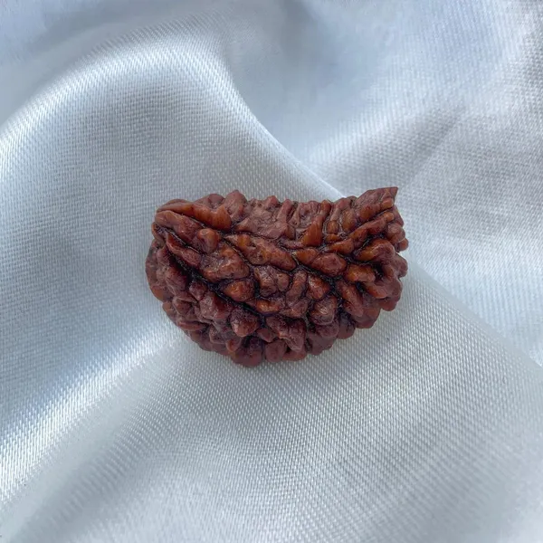 Brown_Rudraksha_Bead