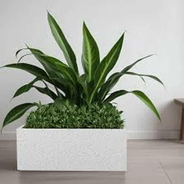 Black_Polymer_Plastic_Planter_For_Home_Decor,Plantation_And_Decorative_Item