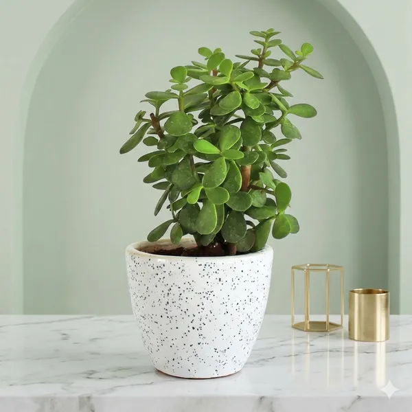 White__Uv-Protected_Plastic_Planter_For_Home_Decor,Plantation_And_Decorative_Item