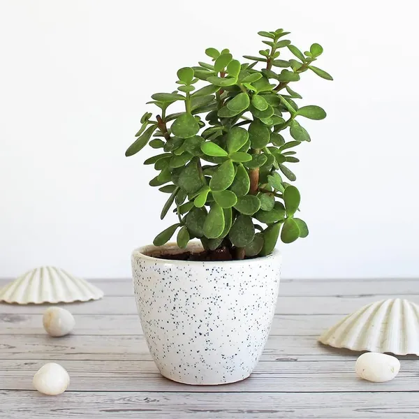 White__Uv-Protected_Plastic_Planter_For_Home_Decor,Plantation_And_Decorative_Item