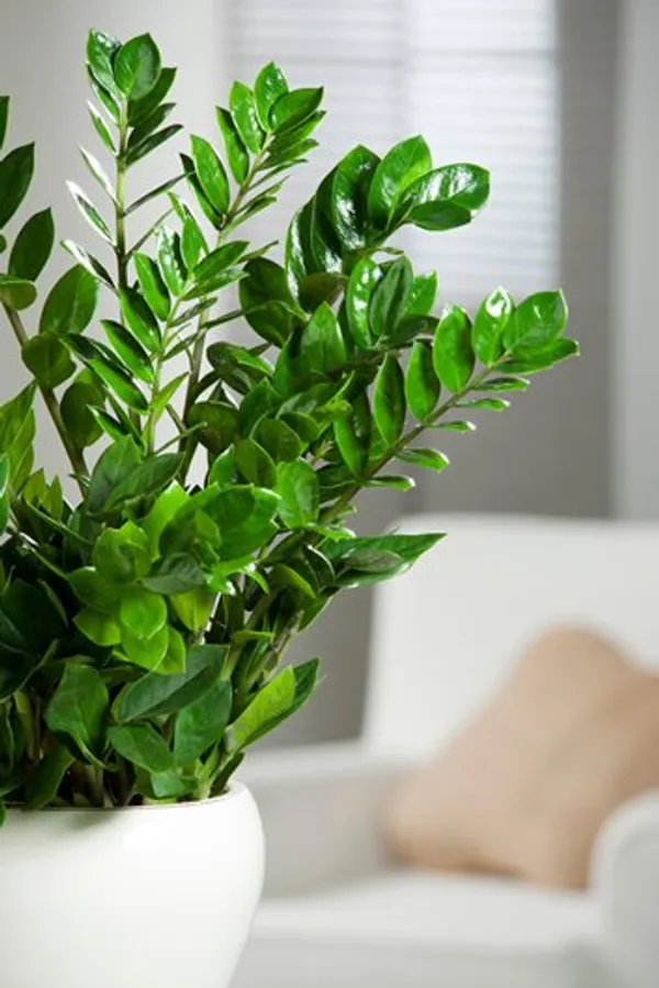 Green__Natural_Planter_For_Home_Decor,Plantation_And_Decorative_Item