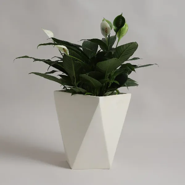 White_Polymer_Plastic_Planter_For_Home_Decor,Plantation_And_Decorative_Item