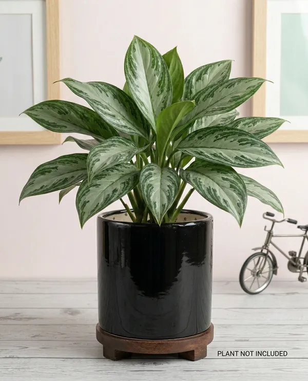 Black_Ceramic_Planter_For_Home_Decor,Plantation_And_Decorative_Item