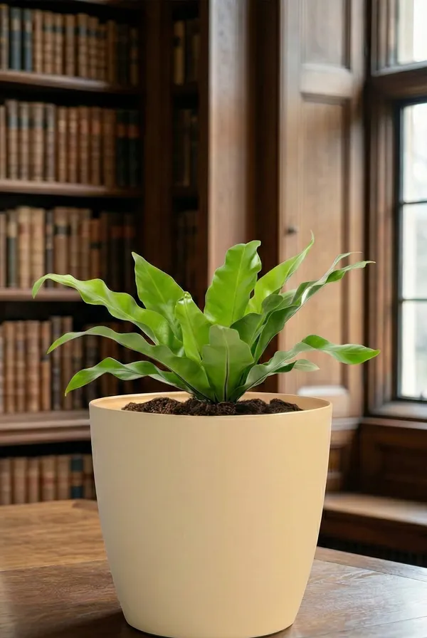 Beige_Uv-Protected_Plastic_Planter_For_Home_Decor,Plantation_And_Decorative_Item