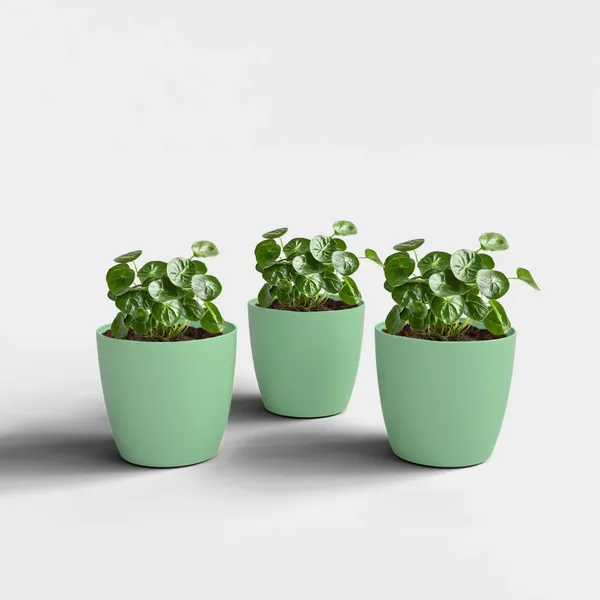 Beige_Uv-Protected_Plastic_Planter_For_Home_Decor,Plantation_And_Decorative_Item