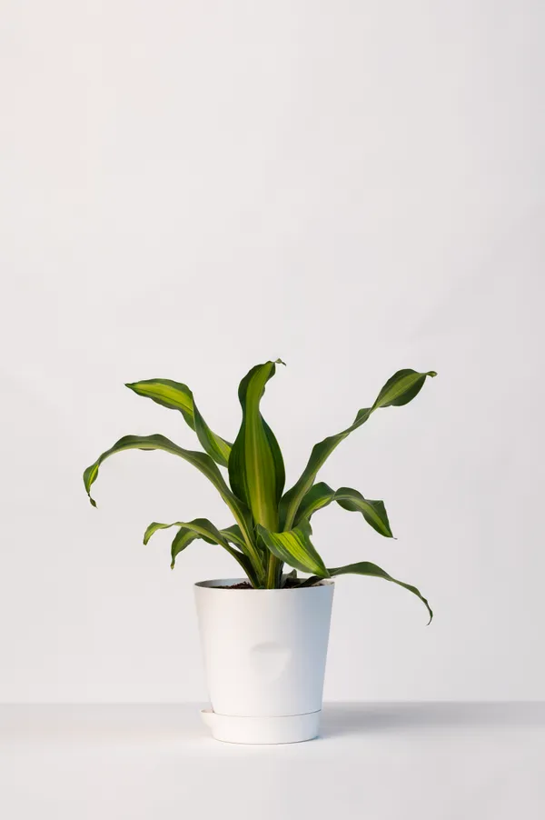 Pack_of_Yellow_And_White_Natural_Live_Plant_For_Indoor_Home_Decor