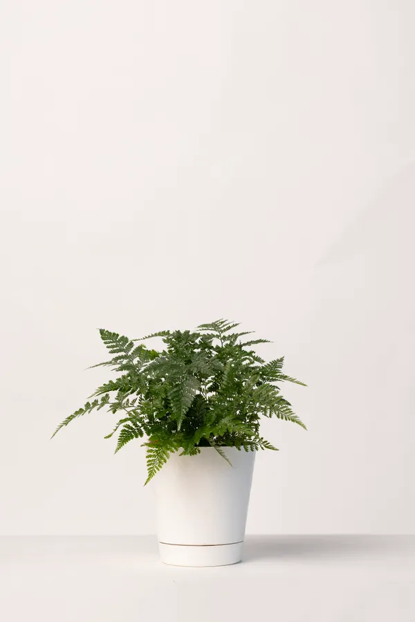 Pack_of_Red_Natural_Fern_Plant_And_White_Natural_Fern_Plant_For_Indoor_Home_Decor
