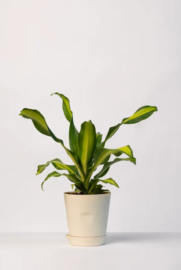 Pack_of_Beige_Natural_Live_Plant_And_Orange_Natural_Flowering_Plant_For_Indoor_Home_Decor