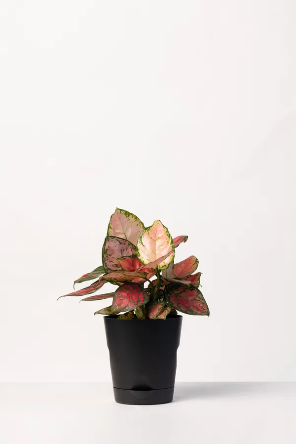 Black_Natural_Foliage_Plant_For_Indoor_Home_Decor