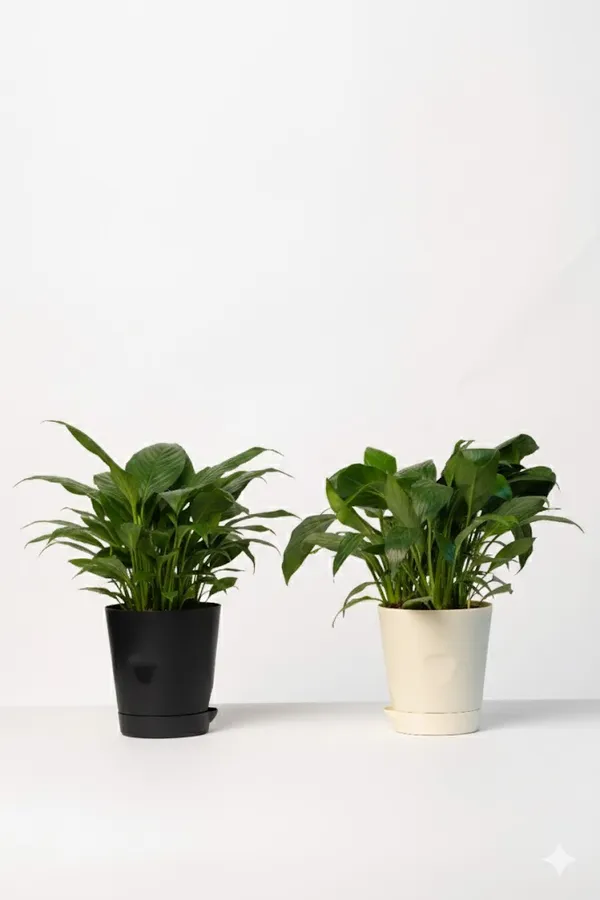 Pack_of_Beige_And_Natural_Flowering_Plant_For_Indoor_Home_Decor