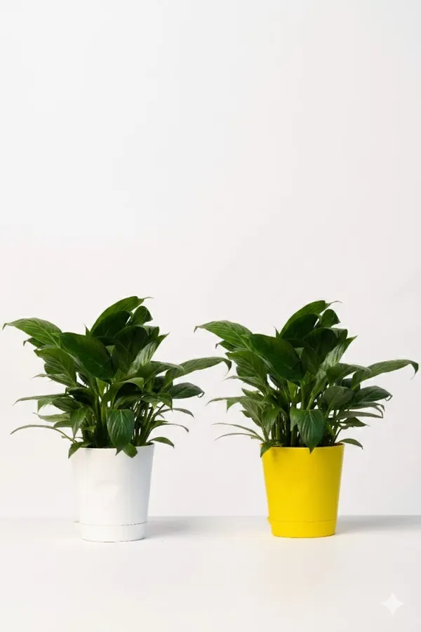 Pack_of_Yellow_And_White_Natural_Flowering_Plant_For_Indoor_Home_Decor