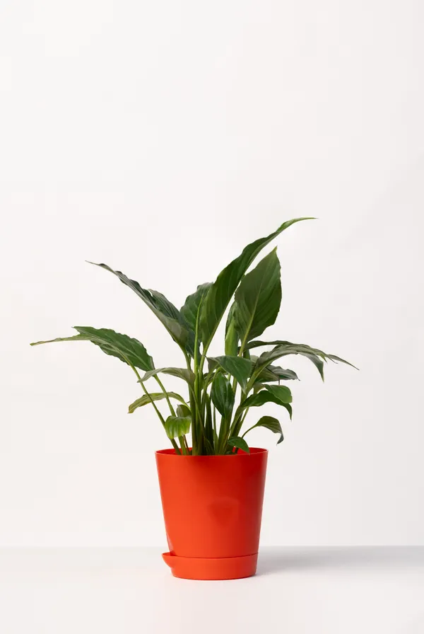 Pack_of_2_-_Black_Natural_Live_Plant_And_Red_Natural_Flowering_Plant_For_Indoor_Home_Decor