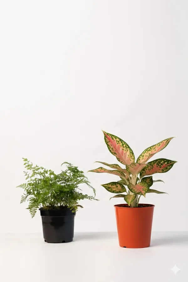 Pack_of_Orange_Natural_Foliage_Plant_And_Black_Natural_Fern_Plant_For_Indoor_Home_Decor