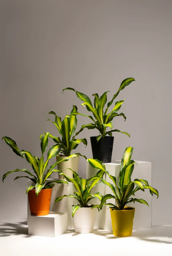 Red_Natural_Live_Plant_For_Indoor_Home_Decor