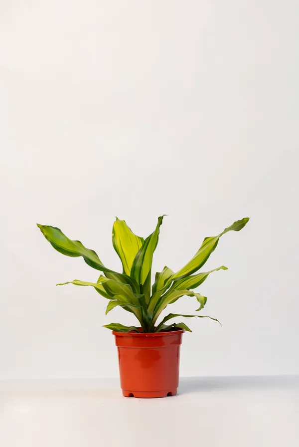 Red_Natural_Live_Plant_For_Indoor_Home_Decor