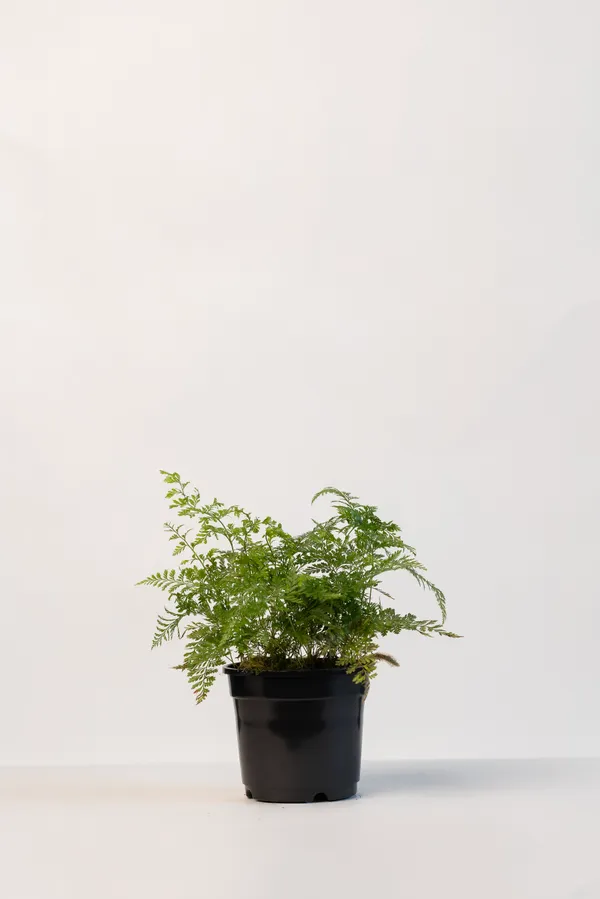 Black_Natural_Fern_Plant_For_Indoor_Home_Decor