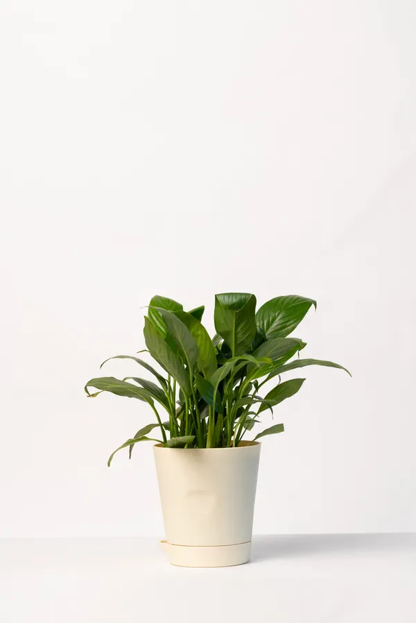 Beige_Natural_Flowering_Plant_For_Indoor_Home_Decor