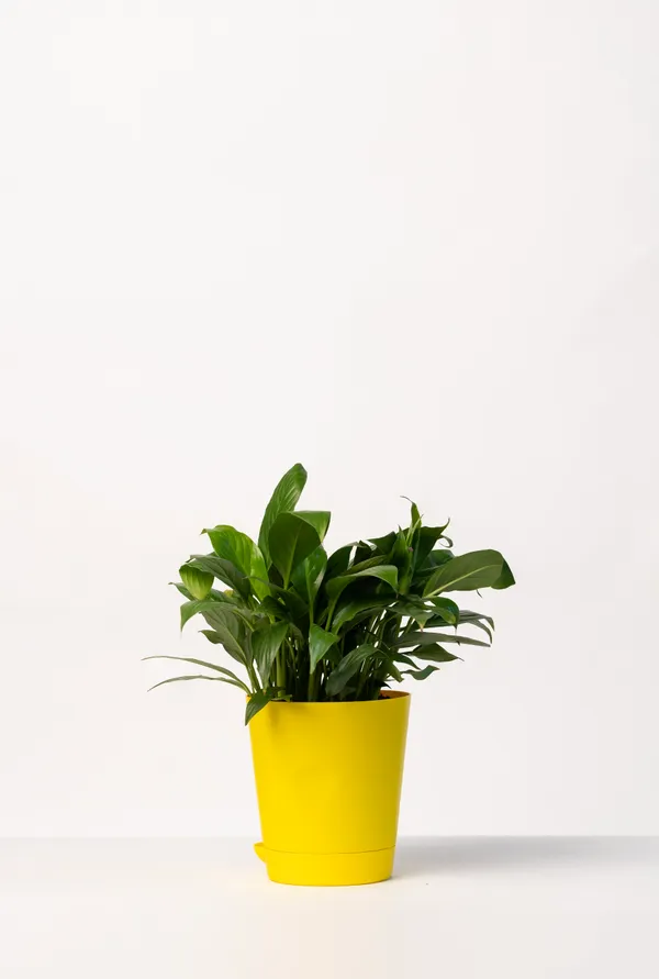Yellow_Natural_Flowering_Plant_For_Indoor_Home_Decor