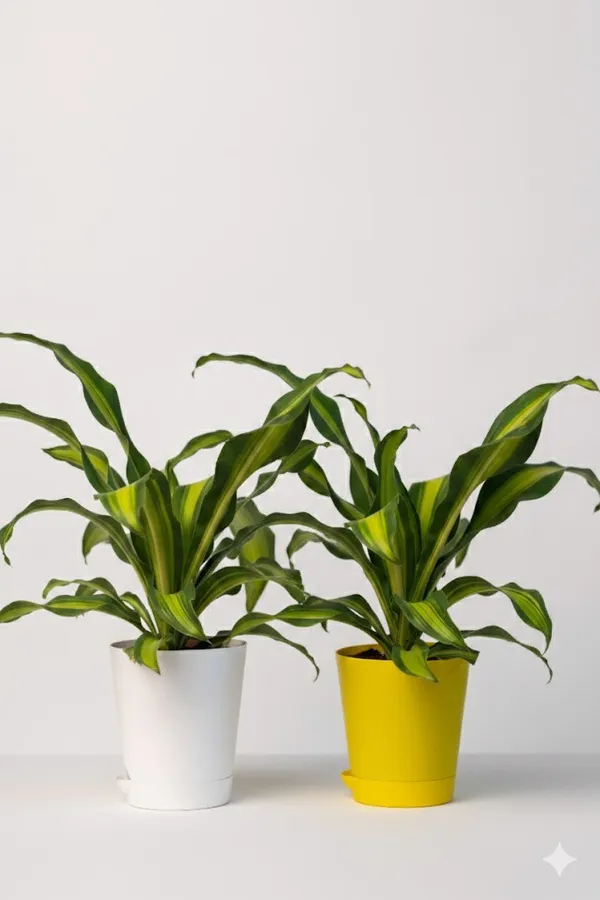 Pack_of_Yellow_And_White_Natural_Live_Plant_For_Indoor_Home_Decor