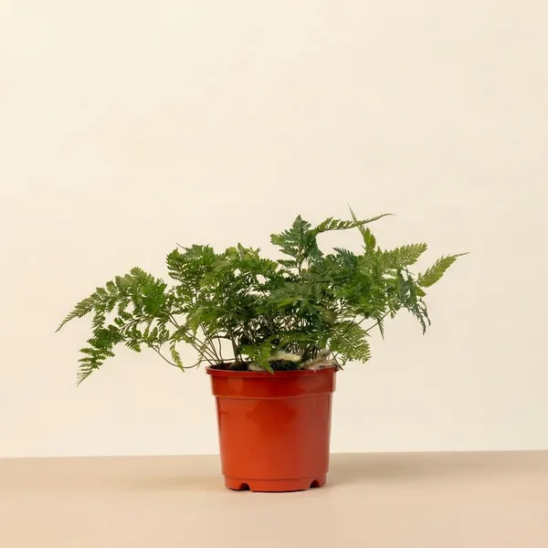 Red_Natural_Fern_Plant_For_Indoor_Home_Decor