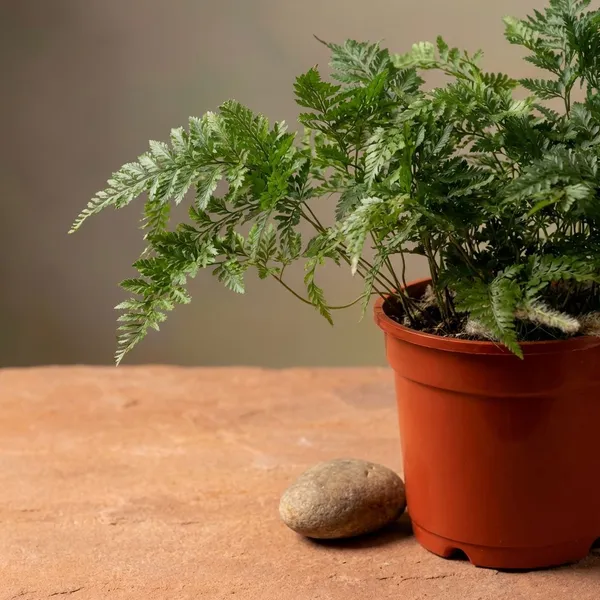 Red_Natural_Fern_Plant_For_Indoor_Home_Decor
