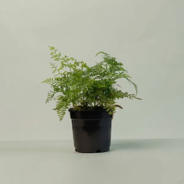 Black_Natural_Fern_Plant_For_Indoor_Home_Decor