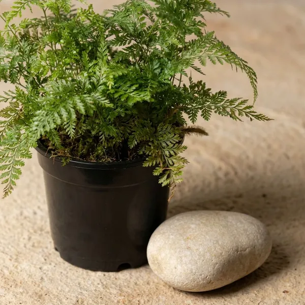 Black_Natural_Fern_Plant_For_Indoor_Home_Decor