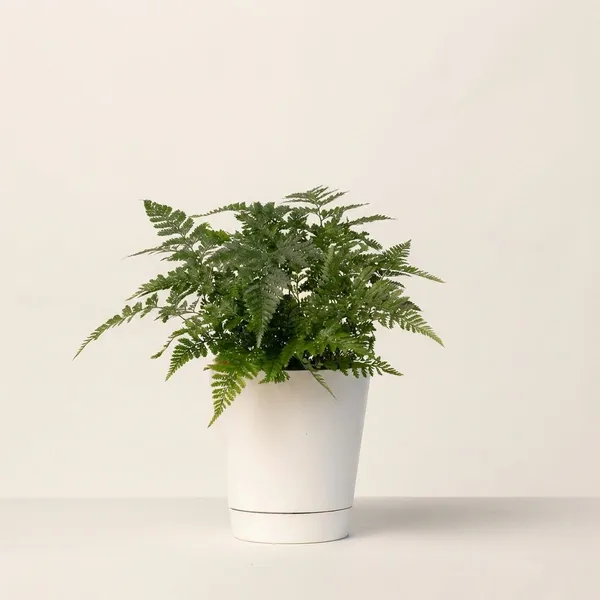White_Natural_Fern_Plant_For_Indoor_Home_Decor