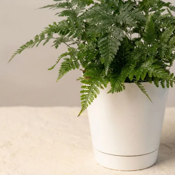 White_Natural_Fern_Plant_For_Indoor_Home_Decor