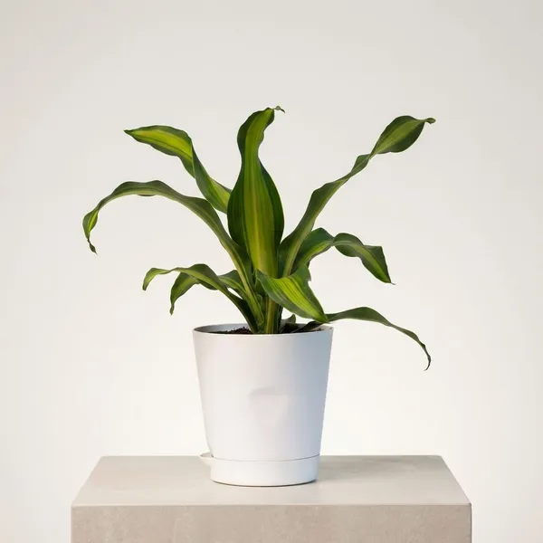 White_Natural_Live_Plant_For_Indoor_Home_Decor
