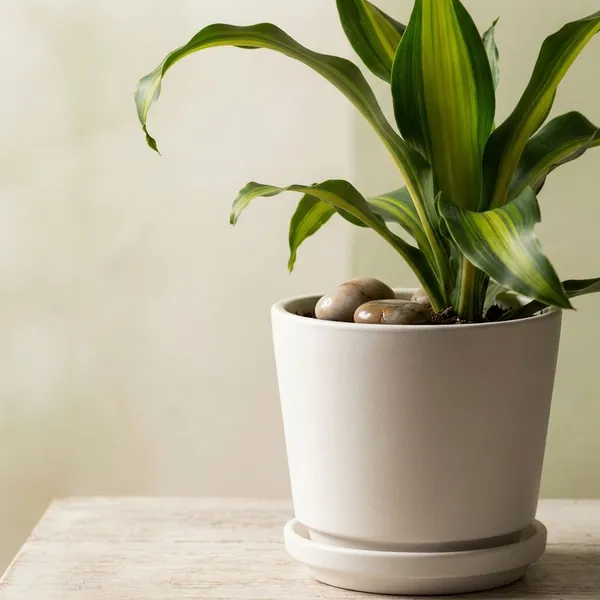 White_Natural_Live_Plant_For_Indoor_Home_Decor