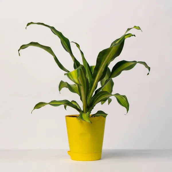 Yellow_Natural_Live_Plant_For_Indoor_Home_Decor