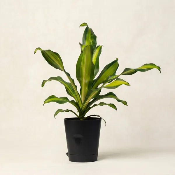 Black_Natural_Live_Plant_For_Indoor_Home_Decor